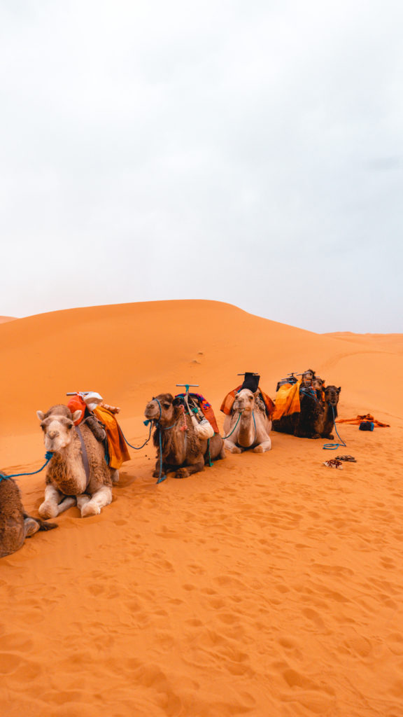 Do You Need a Group Tour For Your Trip To Morocco